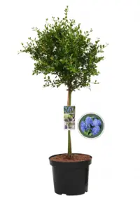 Vorige productafbeelding