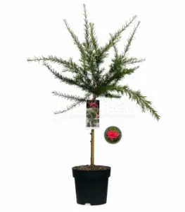 Vorige productafbeelding