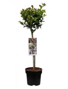 Vorige productafbeelding