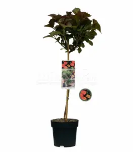 Vorige productafbeelding