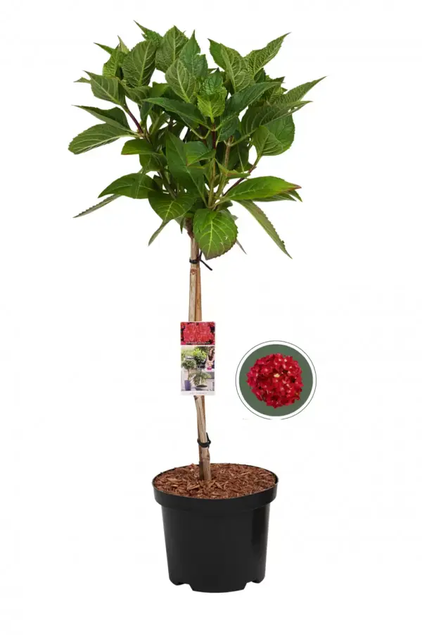 Boerenhortensia Rood