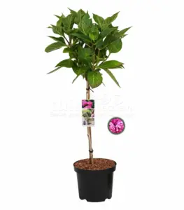 Volgende productafbeelding