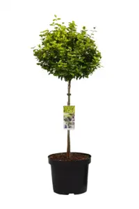 Volgende productafbeelding