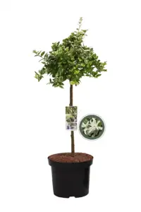 Volgende productafbeelding