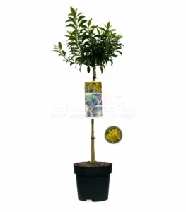 Vorige productafbeelding