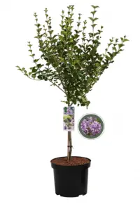 Vorige productafbeelding