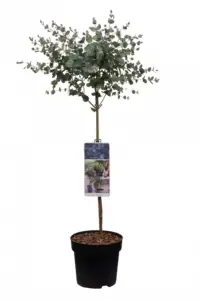 Vorige productafbeelding