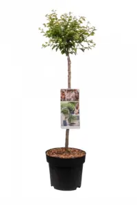 Vorige productafbeelding