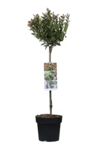 Vorige productafbeelding