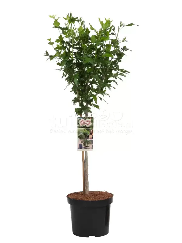 Hibiscus Starburst Chiffon