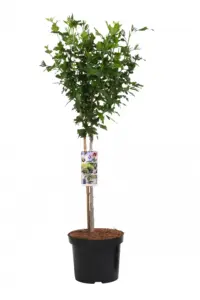 Vorige productafbeelding