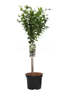 Vorige productafbeelding