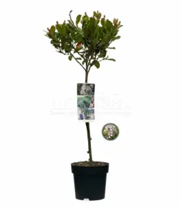 Volgende productafbeelding