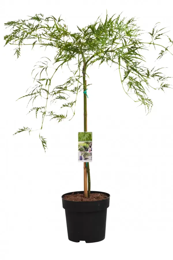 Japanse Esdoorn Groen