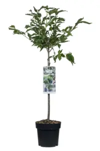 Vorige productafbeelding