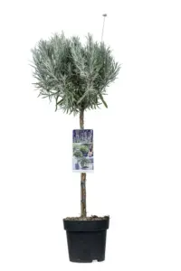 Volgende productafbeelding