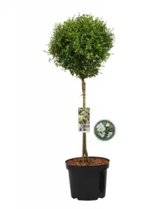 Volgende productafbeelding