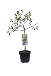 Volgende productafbeelding