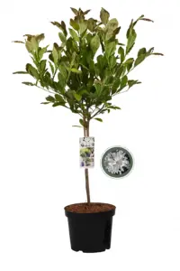 Volgende productafbeelding