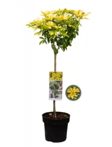 Vorige productafbeelding