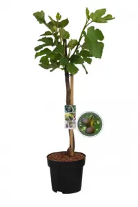 Vorige productafbeelding